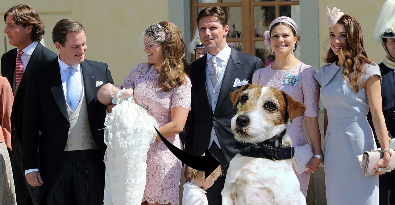 jack russel kungafamiljen ny hund